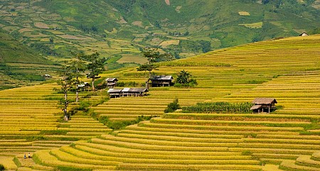 Mùa Lúa Chín - Mù Căng Chải vùng Tây Bắc 2025