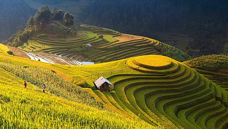 Mùa Lúa Chín - Mù Căng Chải vùng Tây Bắc 2025