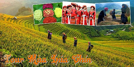 Mùa Lúa Chín - Mù Căng Chải vùng Tây Bắc 2025