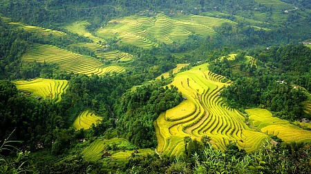 Mùa Lúa Chín: Tú Lệ - Mù Căng Chải - La Pán Tẩn - Nghĩa Lộ - Suối Gìang | 3 Ngày 2 Đêm