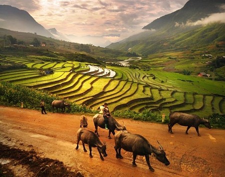 Mùa Lúa Chín: Tú Lệ - Mù Căng Chải - La Pán Tẩn - Nghĩa Lộ - Suối Gìang | 3 Ngày 2 Đêm