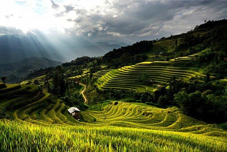 Mùa Lúa Chín: Tú Lệ - Mù Căng Chải - La Pán Tẩn - Nghĩa Lộ - Suối Gìang | 3 Ngày 2 Đêm
