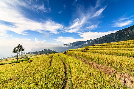 Nghĩa Lộ - Mù Cang Chải - Tú Lệ từ Hà Nội | 02 Ngày 01 Đêm