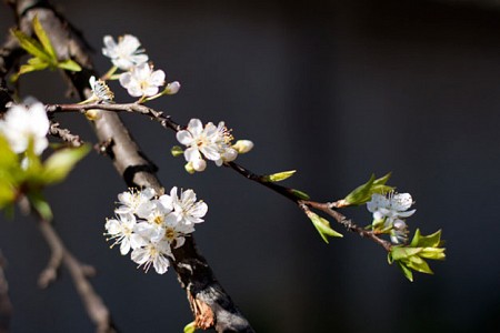 Ghép Đoàn: Hà Nội - Sơn La - Điện Biên - Hà Nội | 3 Ngày 2 Đêm