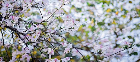 Hành Trình Hà Nội - Mộc Châu - Sơn La - Điện Biên