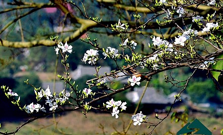 Thăm Quan Tây Bắc Mùa Hoa Ban Nở | 3 Ngày 2 Đêm