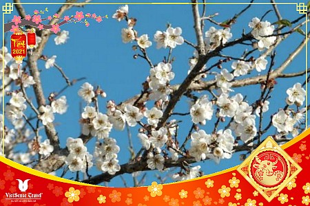 Mộc Châu - Vườn Mận  - Sơn La - Bản Hùn - Chiềng Cọ - Mường Phăng - Điện Biên | Tết Âm Lịch 2025
