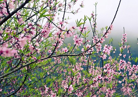 Chương trình Du Xuân Tết Âm Lịch 2025 Khởi hành từ Hà Nội