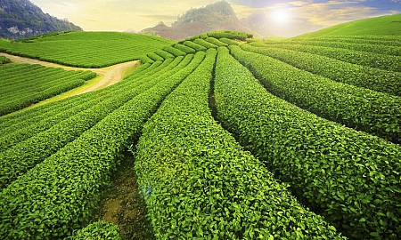 Chương trình Hà Nội - Sơn La - Điện Biên - 3 Ngày 2 Đêm - Khởi hành thứ 6 hàng tuần