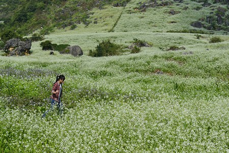 chương trình Hành Trình Tây Bắc 29/4 : HÀ NỘI - MỘC CHÂU - SƠN LA - ĐIỆN BIÊN