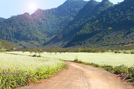 chương trình Hà Nội - Mai Châu - Mộc Châu - Mùa Hoa Cải Trắng - 2 Ngày 1 Đêm