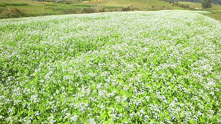 chương trình Hà Nội - Mai Châu - Mộc Châu - Mùa Hoa Cải Trắng - 2 Ngày 1 Đêm