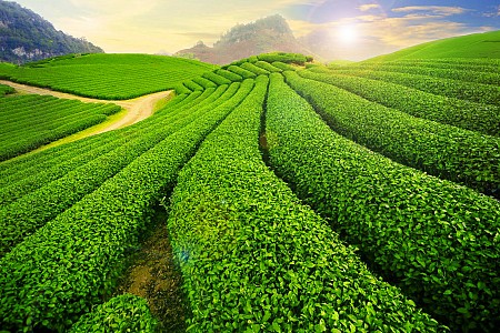 chương trình HÀ NỘI - MAI CHÂU - MỘC CHÂU Tháng 10 Tháng 11 - 2 Ngày 1 Đêm