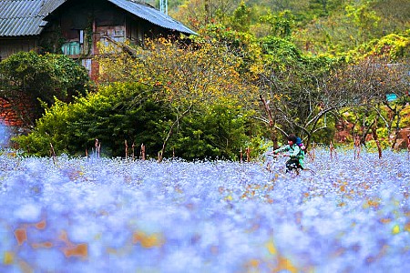 chương trình HÀ NỘI - MAI CHÂU - MỘC CHÂU Tháng 10 Tháng 11 - 2 Ngày 1 Đêm