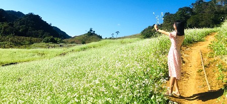 Chương trình Mộc Châu Mùa Hoa - Mùa Hồng Chín 2025