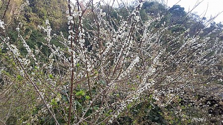 Chương trình Tết Âm Lịch 2025 : Mộc Châu - Sơn La - Điện Biên