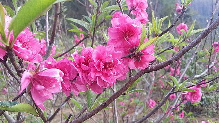 Chương trình Tết Âm Lịch 2025 : Mộc Châu - Sơn La - Điện Biên