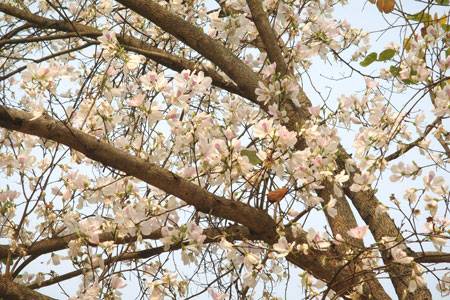 HÀ NỘI - SƠN LA - ĐIỆN BIÊN - SAPA - MÙ CANG CHẢI - HÀ NỘI