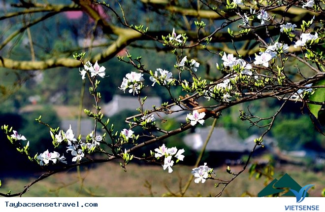 Bốn Mùa Tây Bắc - Ảnh 4