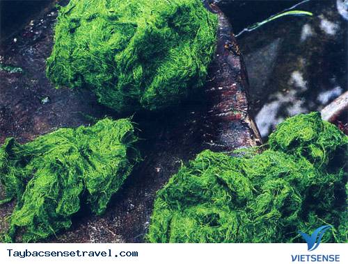 Rêu nướng “cay pho” - Ảnh 1 Rêu nướng “cay pho” - Ảnh 1