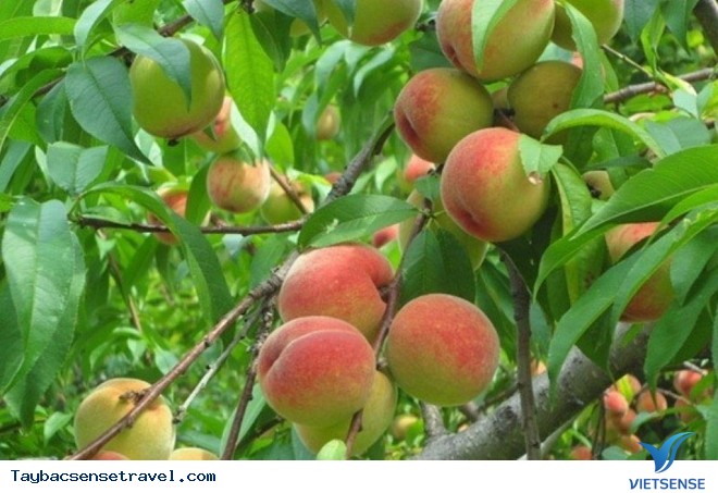 Lên Tây Bắc Thưởng Thức Mùa Đào Chín Mọng - Ảnh 1