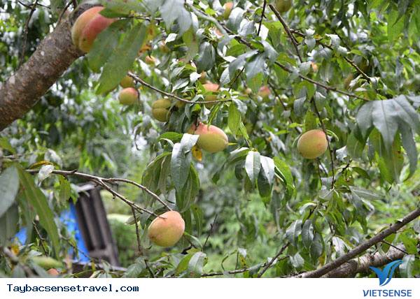 Lên Tây Bắc Thưởng Thức Mùa Đào Chín Mọng - Ảnh 5