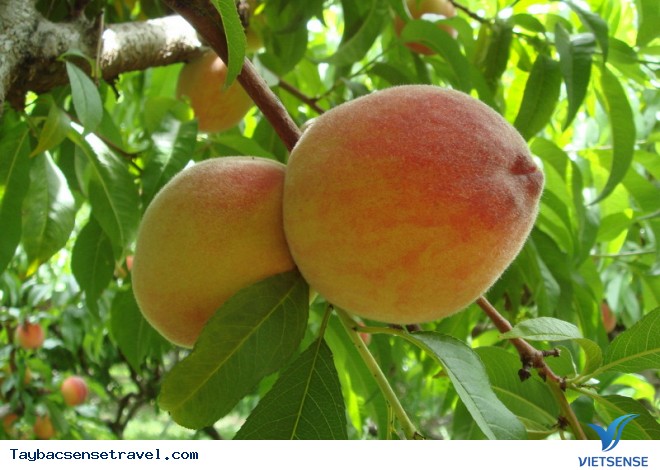 Lên Tây Bắc Thưởng Thức Mùa Đào Chín Mọng - Ảnh 2