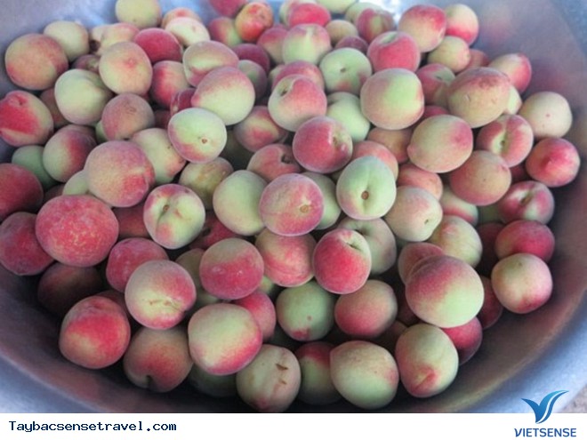 Lên Tây Bắc Thưởng Thức Mùa Đào Chín Mọng - Ảnh 3