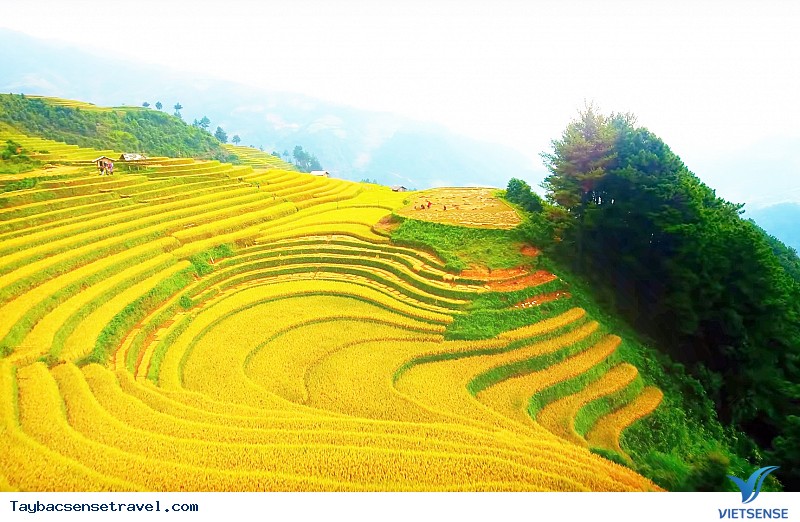 Cảnh đẹp mùa lúa chín Mù Cang Chải - góc nhìn từ La Pán Tẩn - Ảnh 4