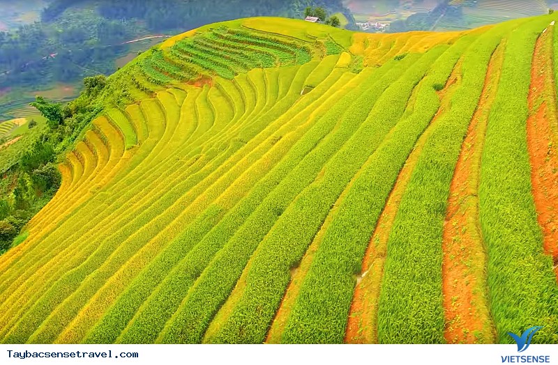 Cảnh đẹp mùa lúa chín Mù Cang Chải - góc nhìn từ La Pán Tẩn - Ảnh 3