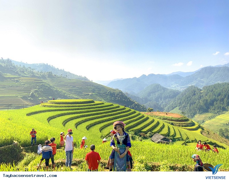 Có Một Mùa Vàng Tây Bắc Đắm Say Trong Mắt khách thăm quan VietSense - Ảnh 12