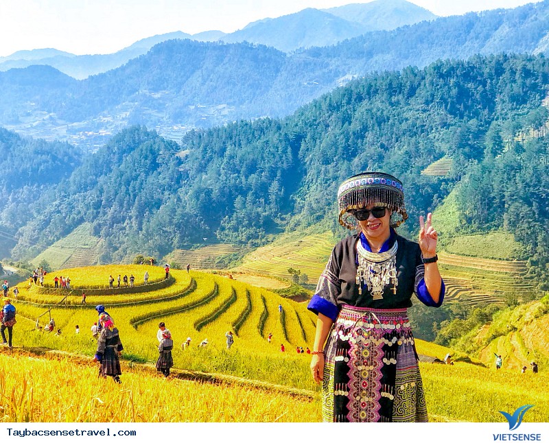 Có Một Mùa Vàng Tây Bắc Đắm Say Trong Mắt khách thăm quan VietSense - Ảnh 1