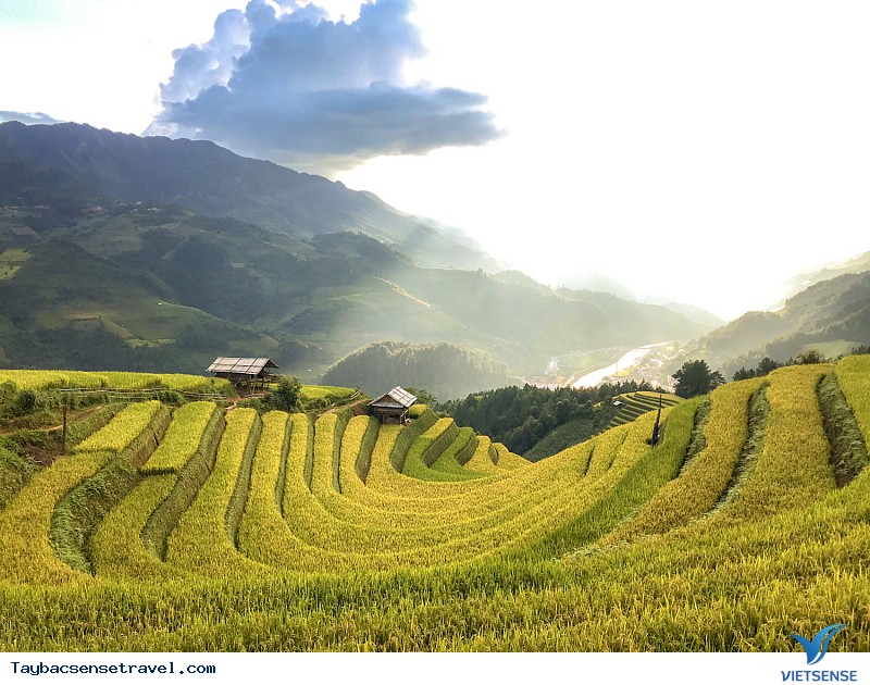 Có Một Mùa Vàng Tây Bắc Đắm Say Trong Mắt khách thăm quan VietSense - Ảnh 13