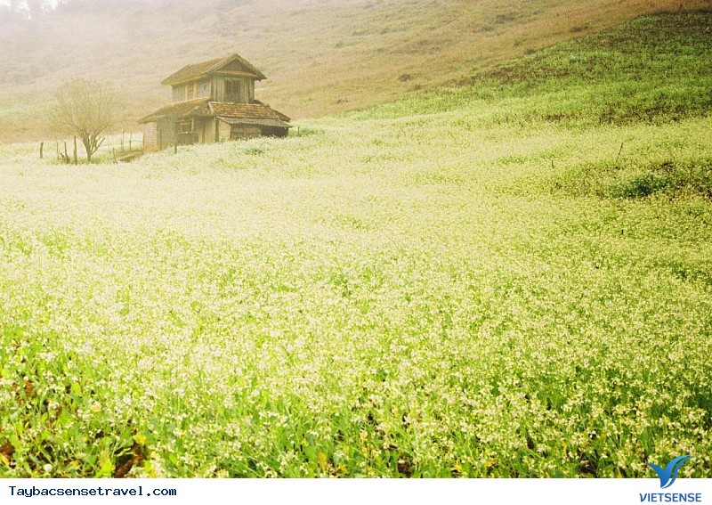 Đầu mùa hoa Cải trắng - Ảnh 1 Đầu mùa hoa Cải trắng - Ảnh 1