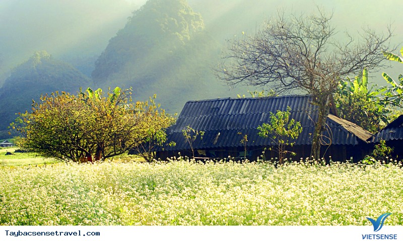 Đầu mùa hoa Cải trắng - Ảnh 4 Đầu mùa hoa Cải trắng - Ảnh 4