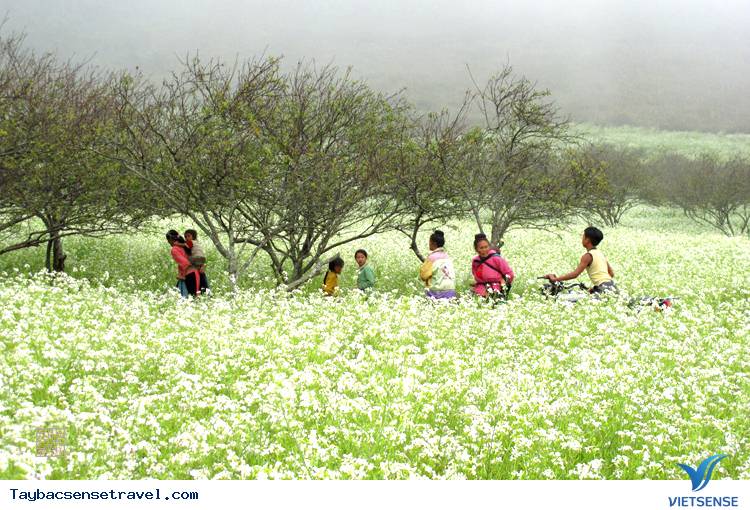 Đầu mùa hoa Cải trắng - Ảnh 2 Đầu mùa hoa Cải trắng - Ảnh 2