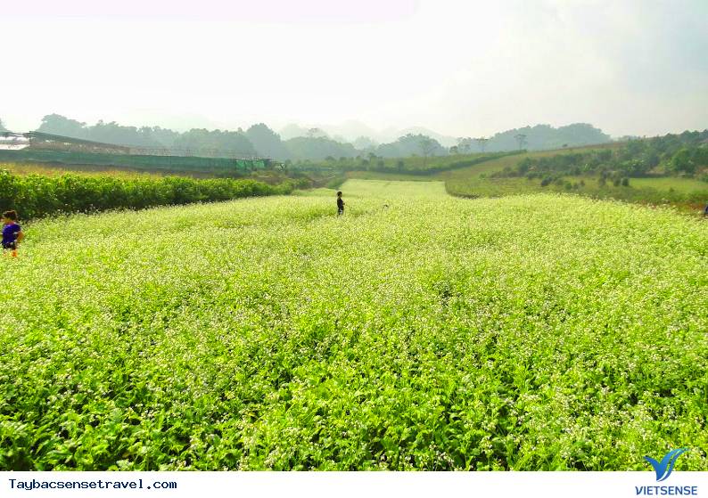 Đầu mùa hoa Cải trắng - Ảnh 5 Đầu mùa hoa Cải trắng - Ảnh 5