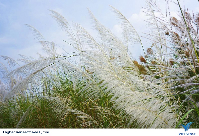 Dùng bông lau làm đệm nét đẹp của vùng Tây Bắc - Ảnh 2 Dùng bông lau làm đệm nét đẹp của vùng Tây Bắc - Ảnh 2