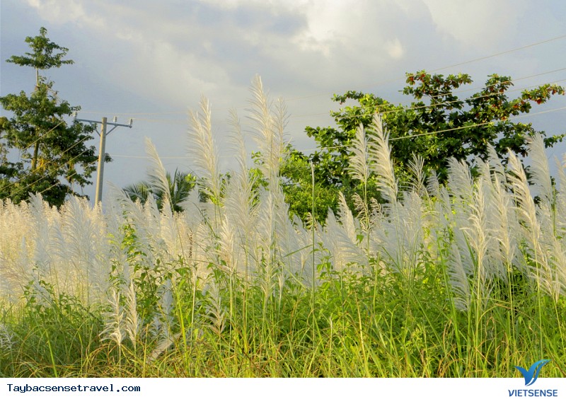 Dùng bông lau làm đệm nét đẹp của vùng Tây Bắc - Ảnh 3 Dùng bông lau làm đệm nét đẹp của vùng Tây Bắc - Ảnh 3
