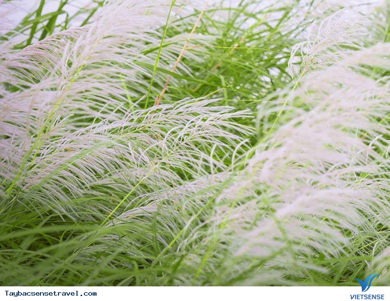 Dùng bông lau làm đệm nét đẹp của vùng Tây Bắc - Ảnh 1 Dùng bông lau làm đệm nét đẹp của vùng Tây Bắc - Ảnh 1