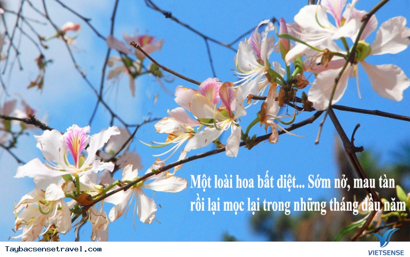 Hoa ban Tây Bắc là hoa gì - Ảnh 1 Hoa ban Tây Bắc là hoa gì - Ảnh 1