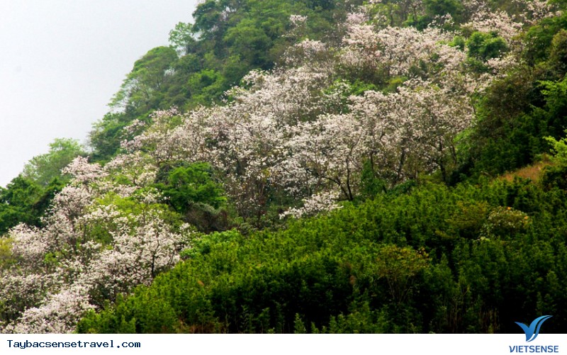 Hoa ban Tây Bắc là hoa gì - Ảnh 2 Hoa ban Tây Bắc là hoa gì - Ảnh 2