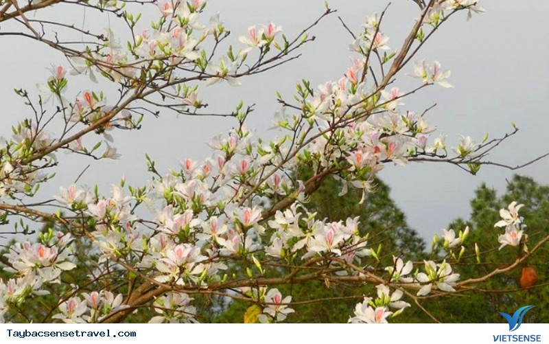 Hoa ban Tây Bắc là hoa gì - Ảnh 3 Hoa ban Tây Bắc là hoa gì - Ảnh 3