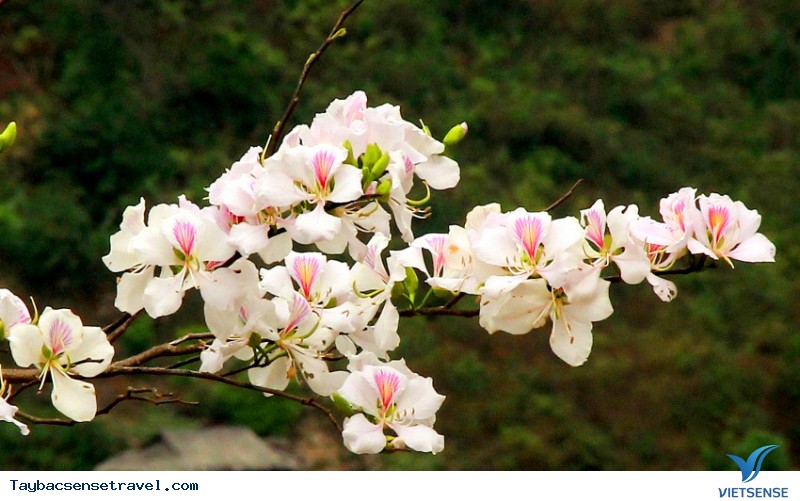 Hoa ban Tây Bắc là hoa gì - Ảnh 4 Hoa ban Tây Bắc là hoa gì - Ảnh 4