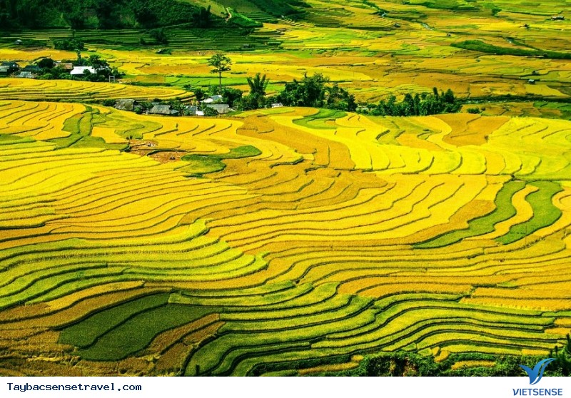 Kinh nghiệm phượt mùa lúa chín Mù Cang Chải - Ảnh 1