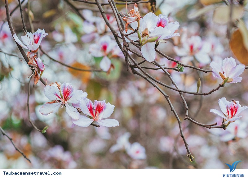 Hoa ban nơi núi rừng Sơn La - Điện Biên - Ảnh 1 Hoa ban nơi núi rừng Sơn La - Điện Biên - Ảnh 1