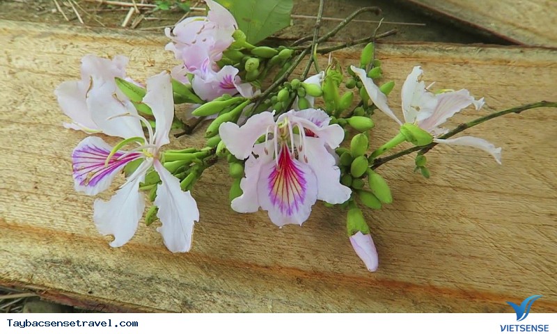 Hoa ban nơi núi rừng Sơn La - Điện Biên - Ảnh 3 Hoa ban nơi núi rừng Sơn La - Điện Biên - Ảnh 3