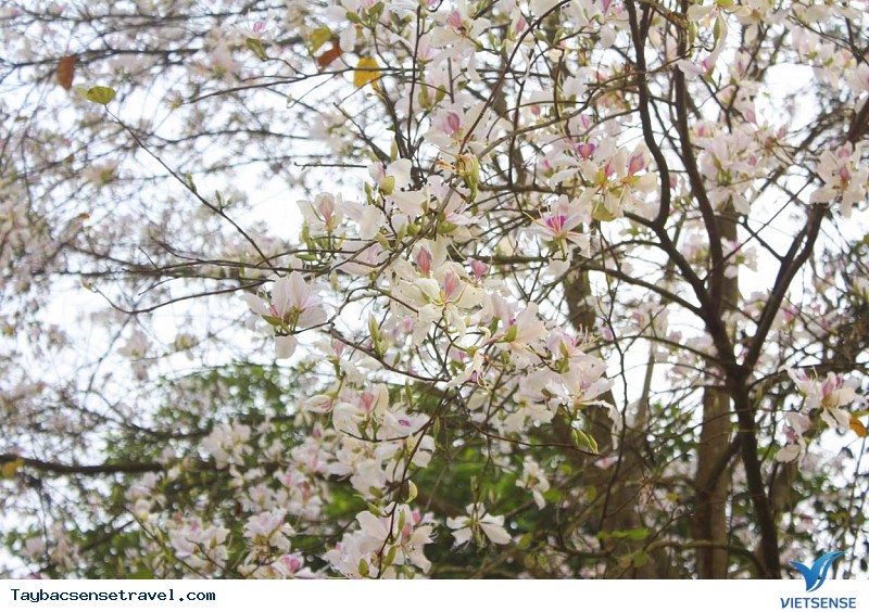 Hoa ban nơi núi rừng Sơn La - Điện Biên - Ảnh 2 Hoa ban nơi núi rừng Sơn La - Điện Biên - Ảnh 2