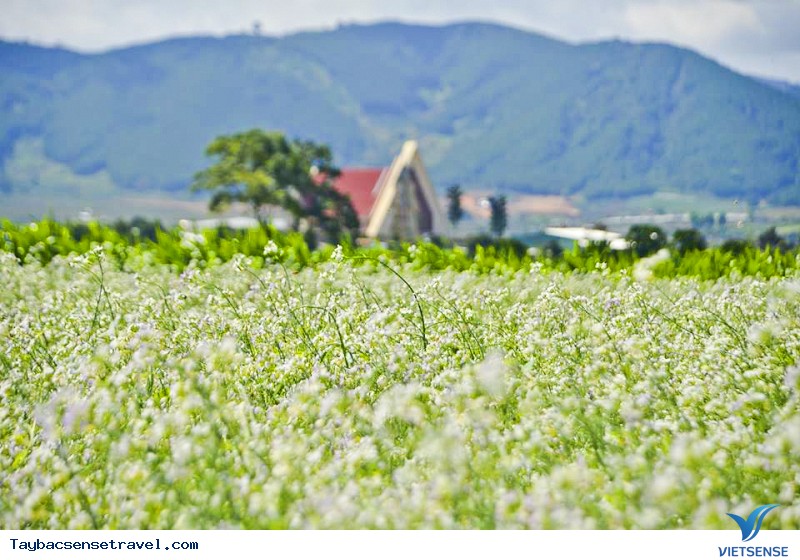 Lên Mộc Châu ngắm hoa Cải Trắng cần mang theo những gì - Ảnh 1