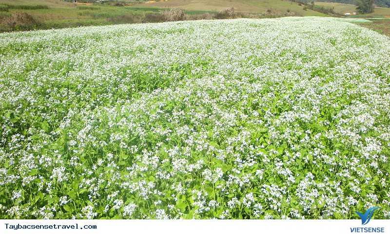 Lên Mộc Châu ngắm hoa Cải Trắng cần mang theo những gì - Ảnh 2